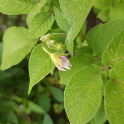 Solanum tuberosum — flower