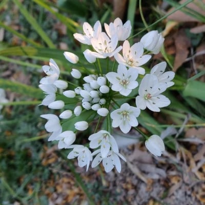 Allium neapolitanum — flower