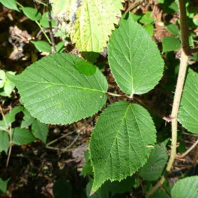 Rubus tereticaulis — leaf