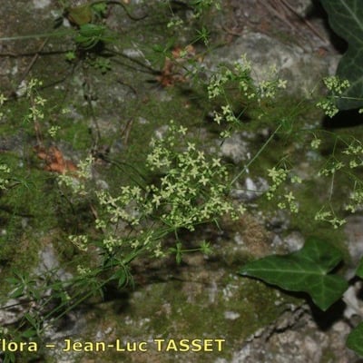 Galium divaricatum — flower