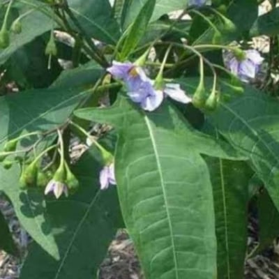 Solanum aviculare — flower