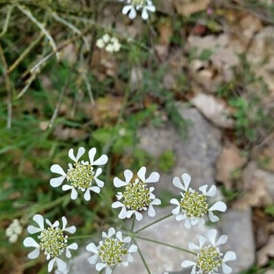 Caucalis platycarpos — flower