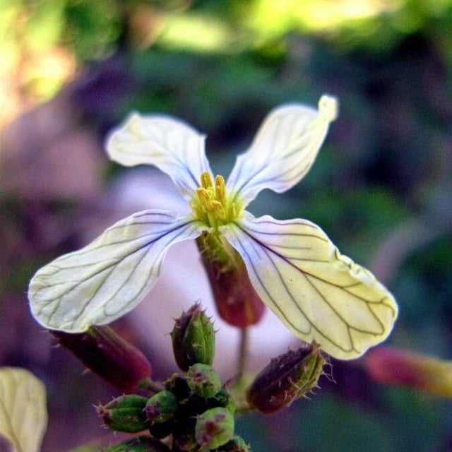 Raphanus raphanistrum — flower
