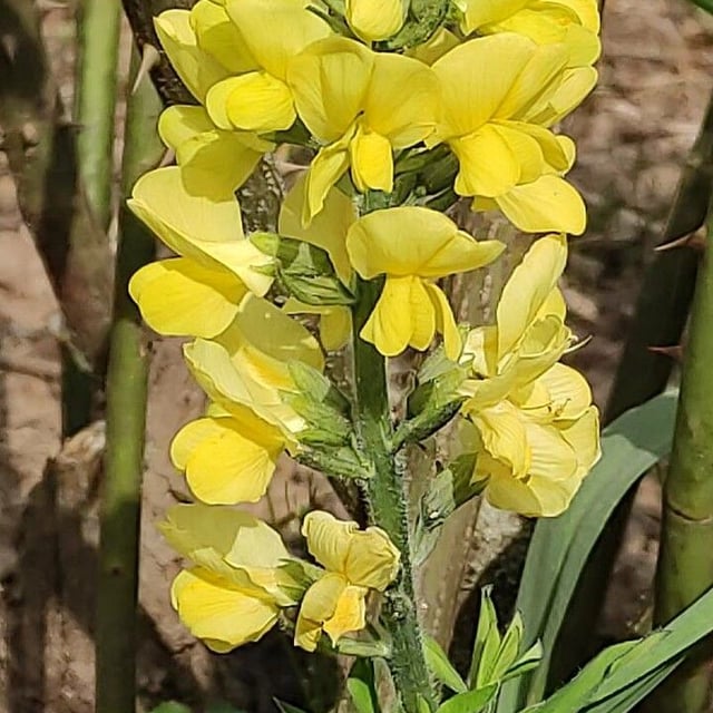 Thermopsis lanceolata