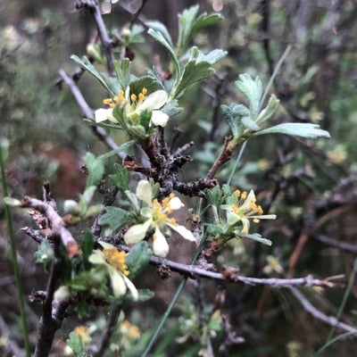Purshia tridentata — flower