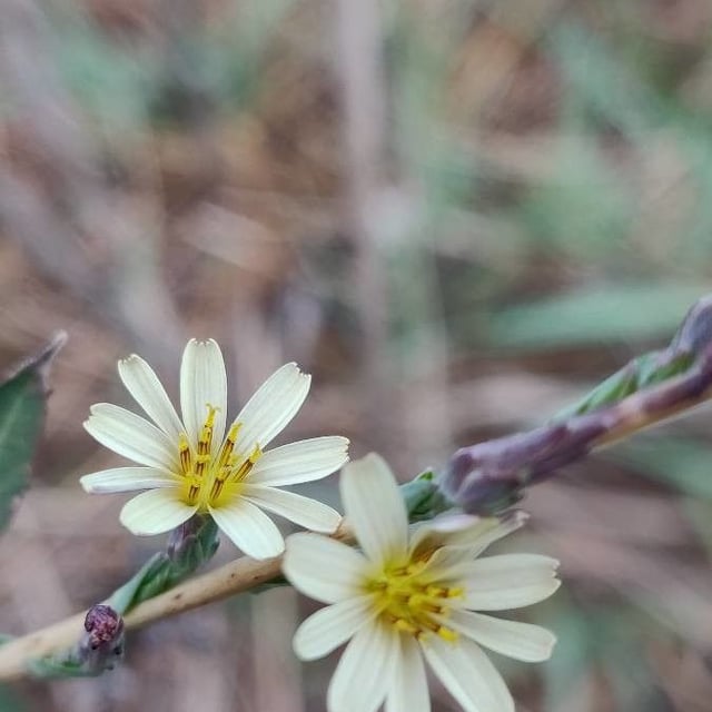 Lactuca saligna — flower