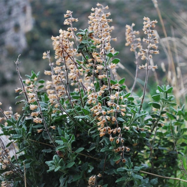 Teucrium flavum — flower