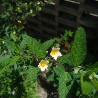 Sida spinosa — flower