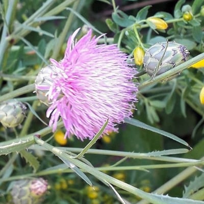 Mantisalca salmantica — flower
