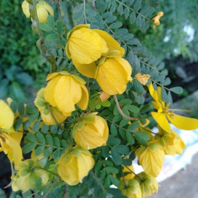 Senna pallida — flower