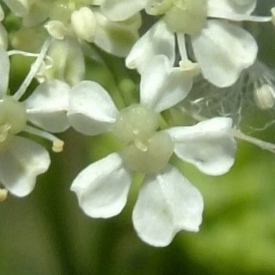 Conium maculatum — flower