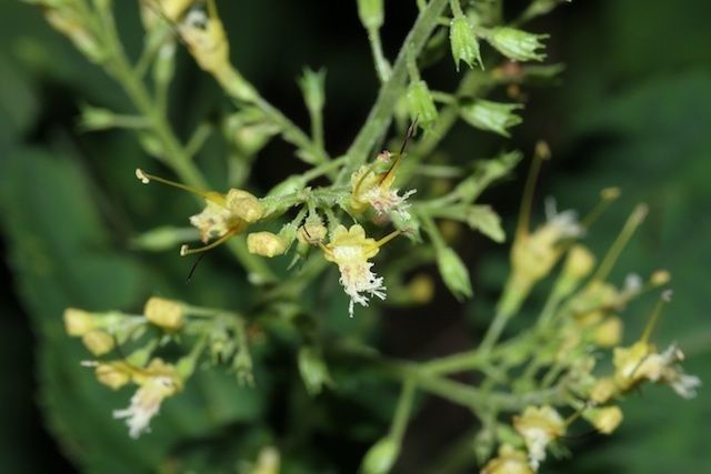 Northern horsebalm