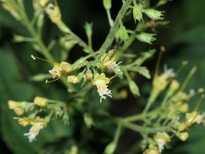 Northern horsebalm