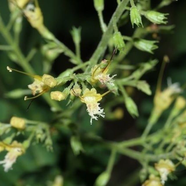 Collinsonia canadensis — flower