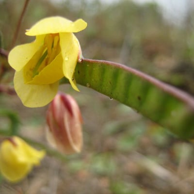 Chamaecrista flexuosa — flower