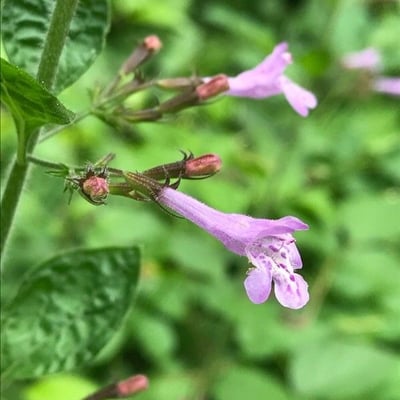 Clinopodium grandiflorum — flower