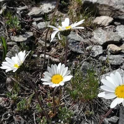 Leucanthemopsis alpina — flower