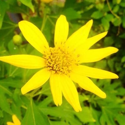 Arnica cordifolia — flower