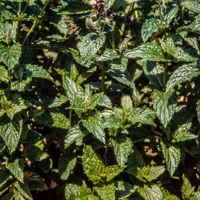 Mentha × piperita — flower