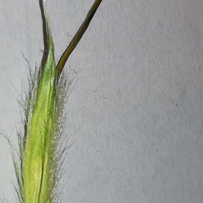 Avena sterilis — flower