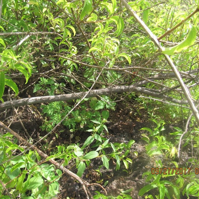 Kamyuye