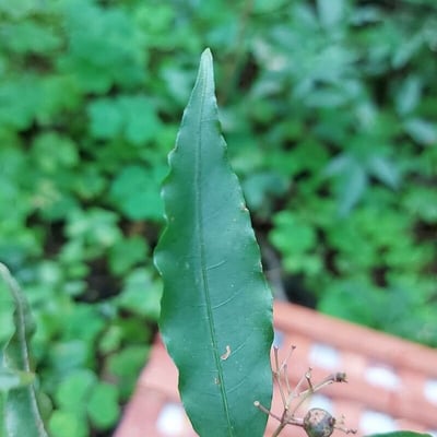 Psychotria leiocarpa — leaf