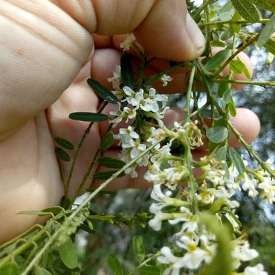 Eysenhardtia polystachya — flower