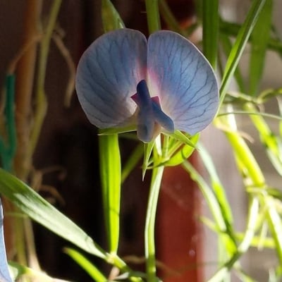 Lathyrus sativus — flower