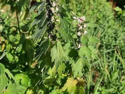 Leonurus quinquelobatus