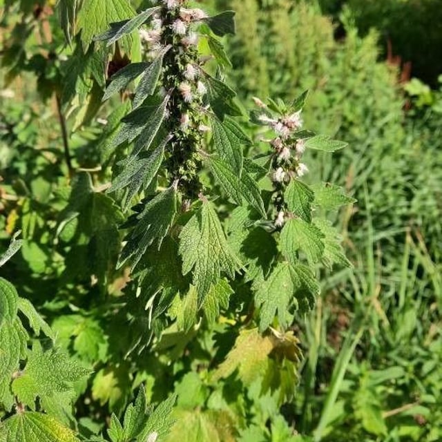Leonurus quinquelobatus