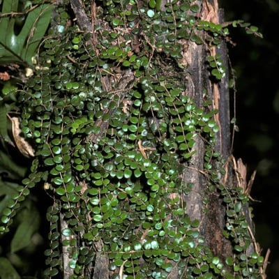 Metrosideros diffusa — habit