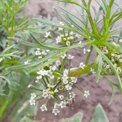 Cyclospermum leptophyllum — flower