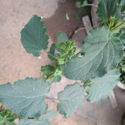 Mesosphaerum suaveolens — flower
