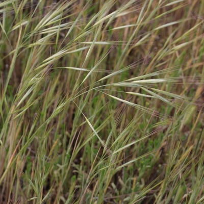Bromus diandrus — flower