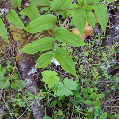 Prosartes hookeri — flower