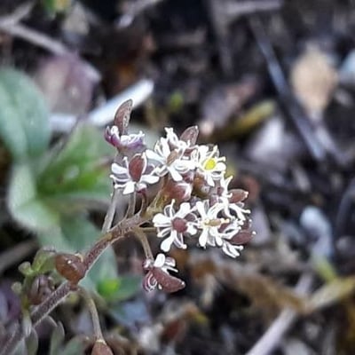 Hornungia petraea — flower