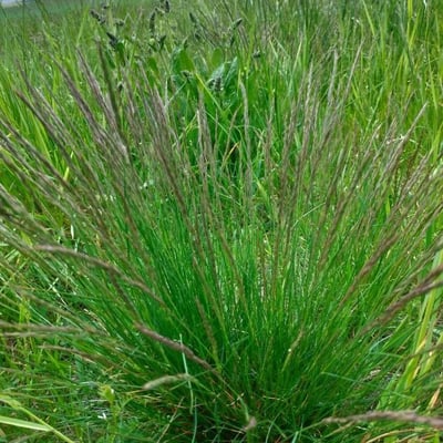 Festuca rupicola — habit