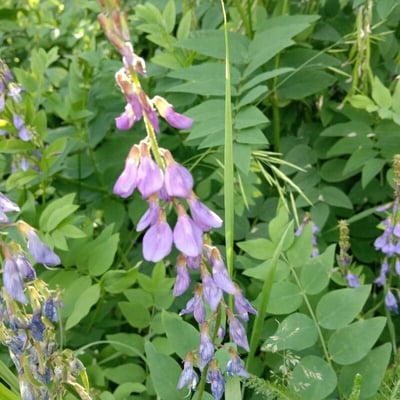Galega orientalis — flower