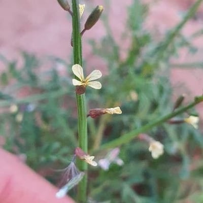 Carrichtera annua — flower
