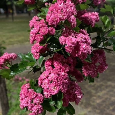 Crataegus laevigata — flower