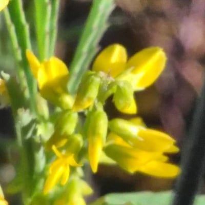 Melilotus neapolitanus — flower