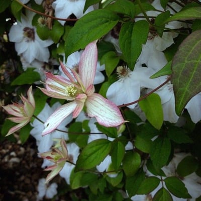 Clematis montana — flower
