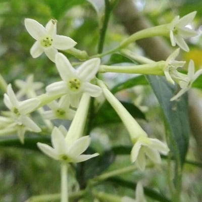 Cestrum nocturnum — flower