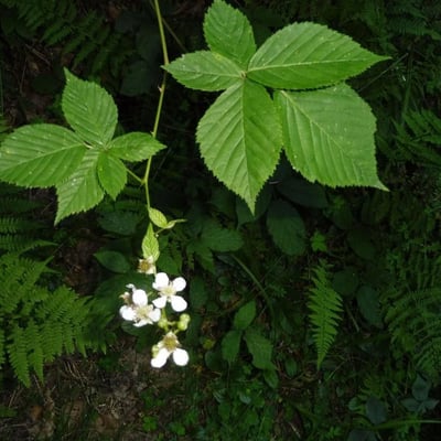 Rubus nessensis — flower
