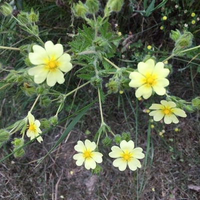 Potentilla recta — flower