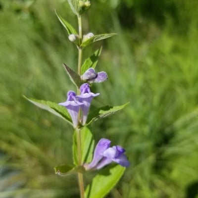 Scutellaria lateriflora — flower