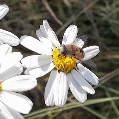 Tanacetum corymbosum — flower