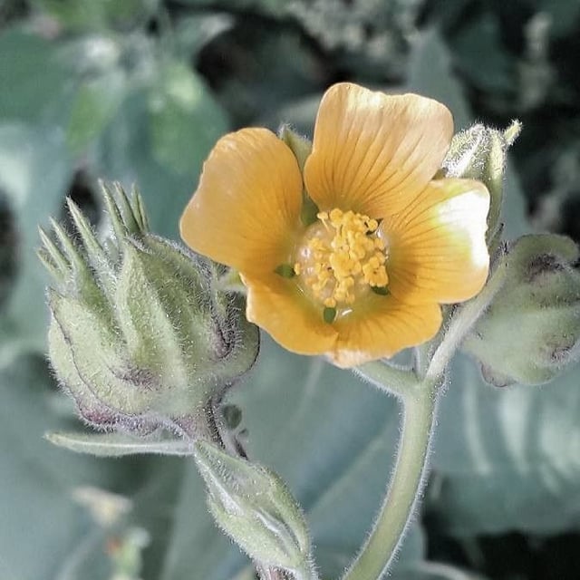 Abutilon theophrasti — flower