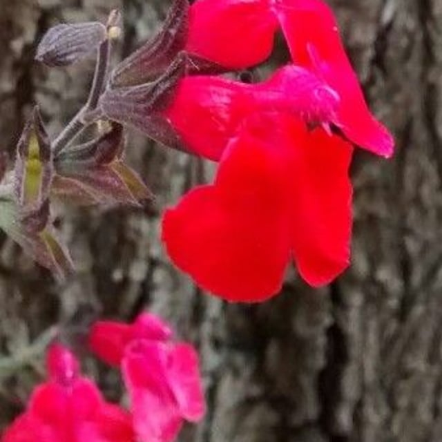 Salvia microphylla — flower