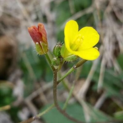 Diplotaxis muralis — flower